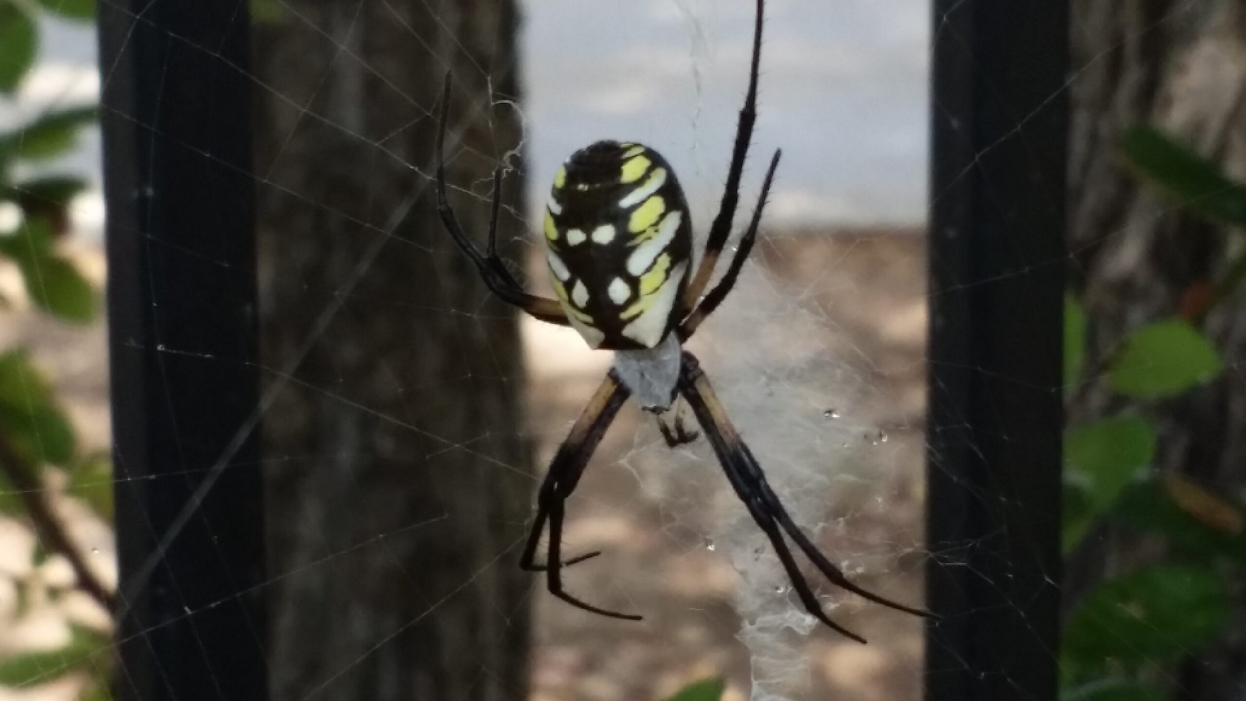 spider-control-prize-pest-control-dfw-texas
