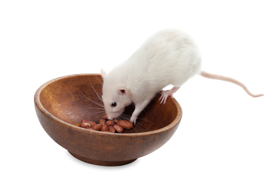 White rat eating peanuts