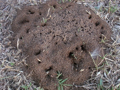 ant-mounds-fire-ants-dfw-texas