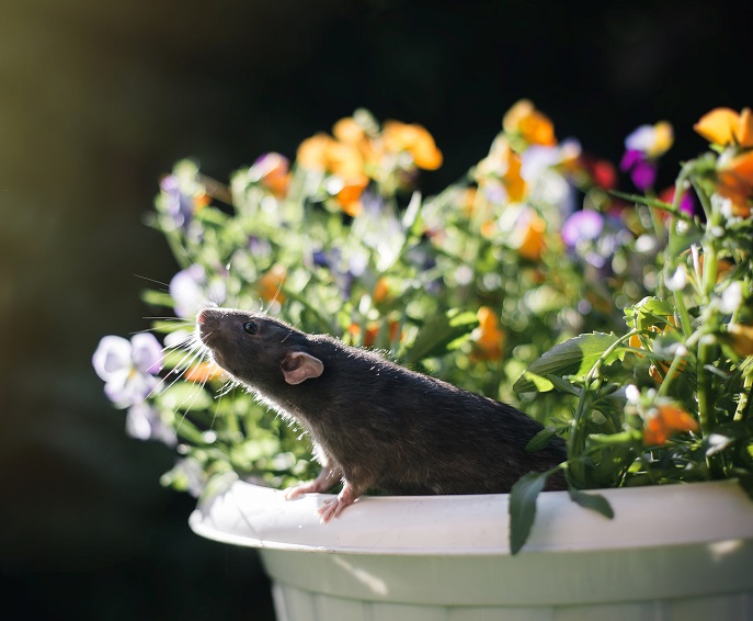 brown rat problems Fort Worth Texas