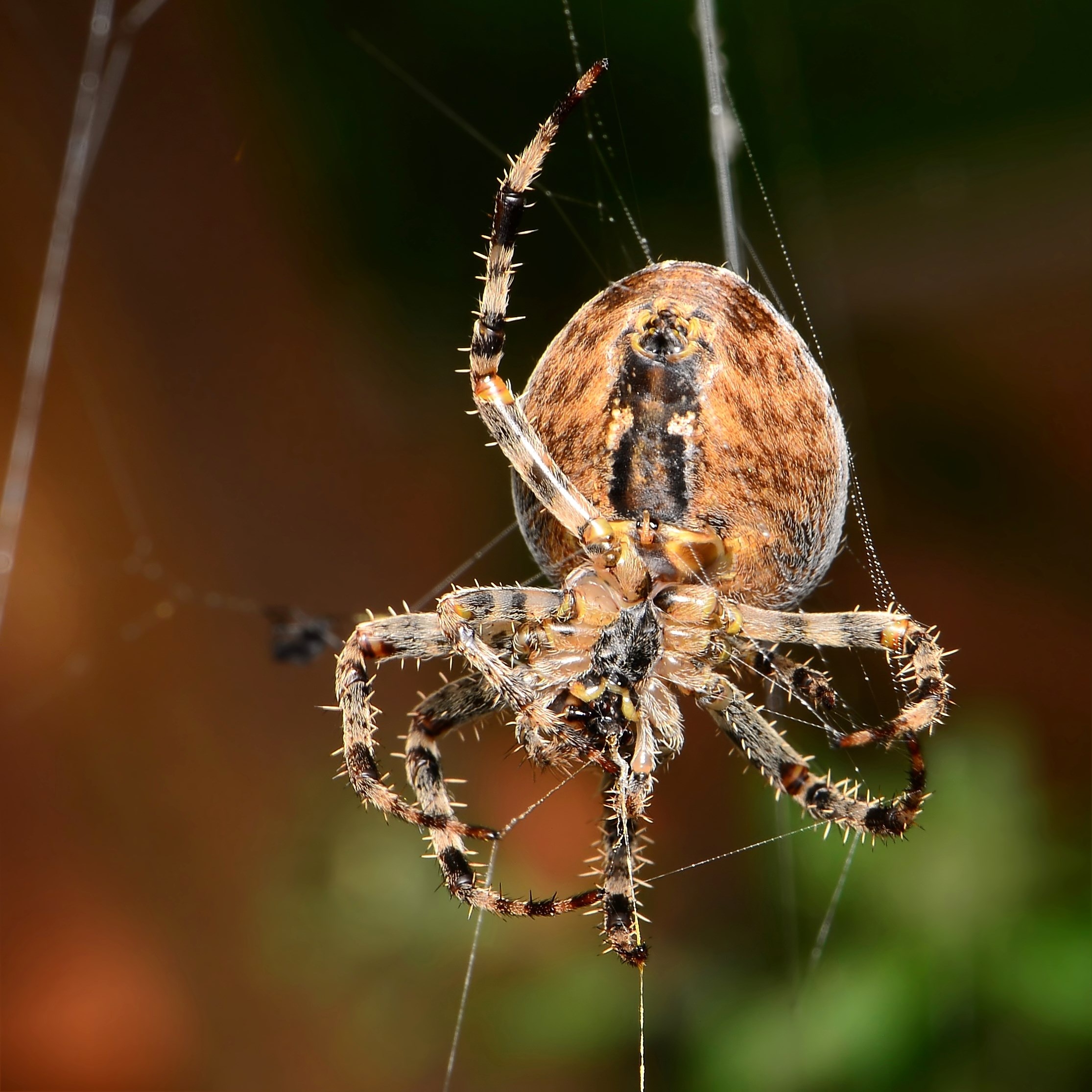 spider-control-dallas-texas