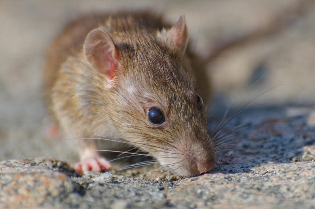 Rodent on surface indicating pest activity