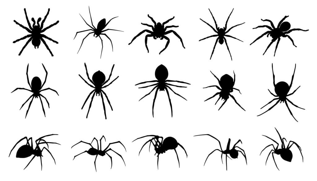 Various types of spiders in one image