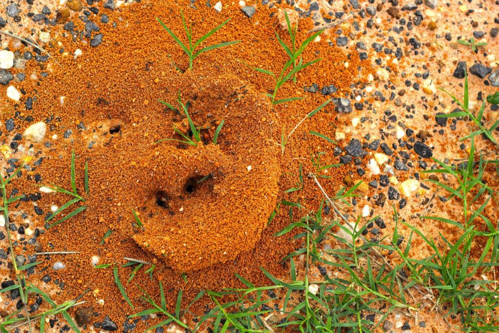 Ants Nest With Green Grass.