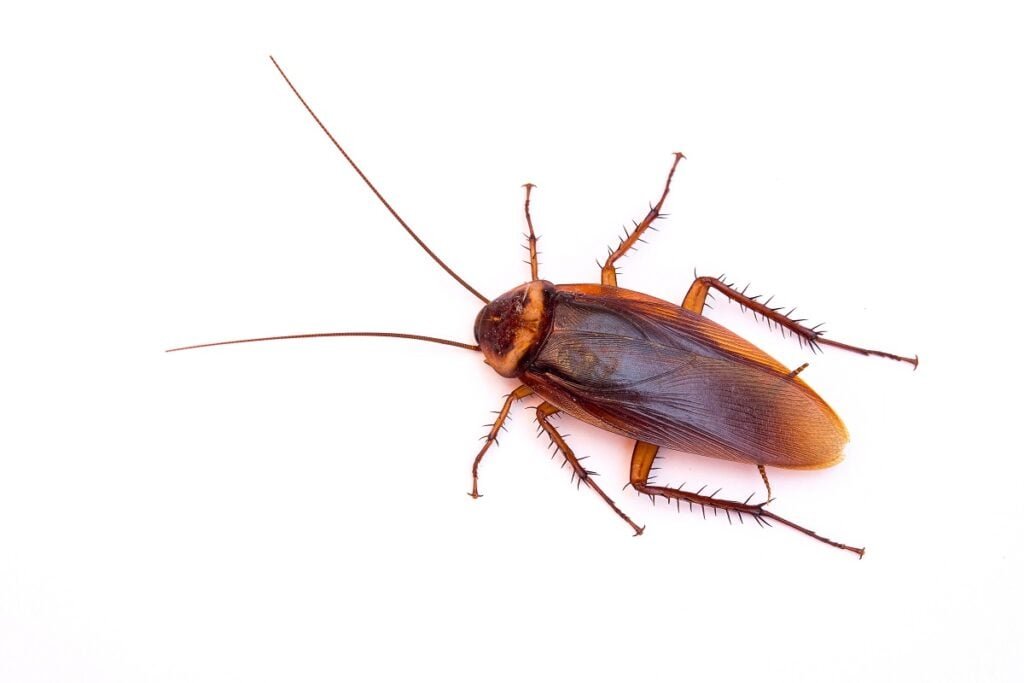 Cockroach on indoor surface
