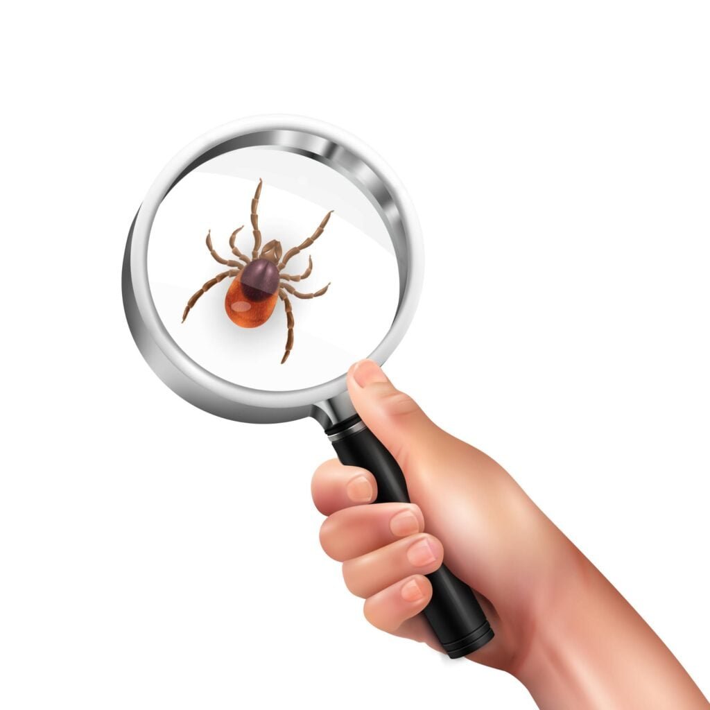 Close-up of flea and tick under magnifying lens - Dallas Fort Worth