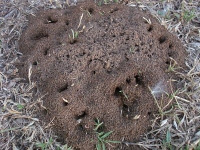 ant-mounds-fire-ants-dfw-texas