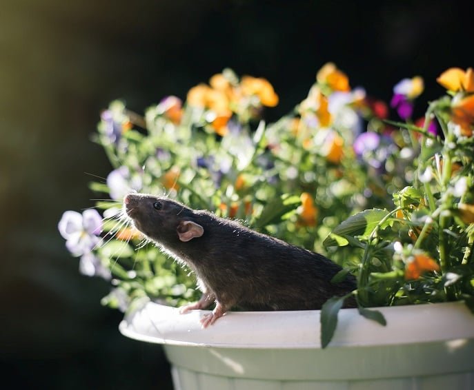 Mouse on flower pot in Dallas–Fort Worth yard